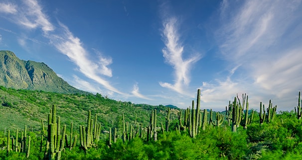 A vibrant desert landscape with cacti under a bright blue sky, reflecting the inspiration behind our apparel.
