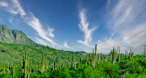A vast desert landscape featuring numerous tall cacti with vibrant green foliage. In the background, a mountain range rises under a clear blue sky, accented by wispy white clouds creating a dramatic visual effect.