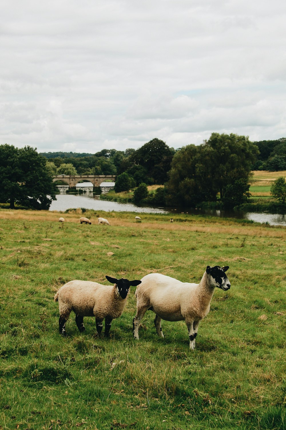 a couple of sheep standing on top of a lush green field