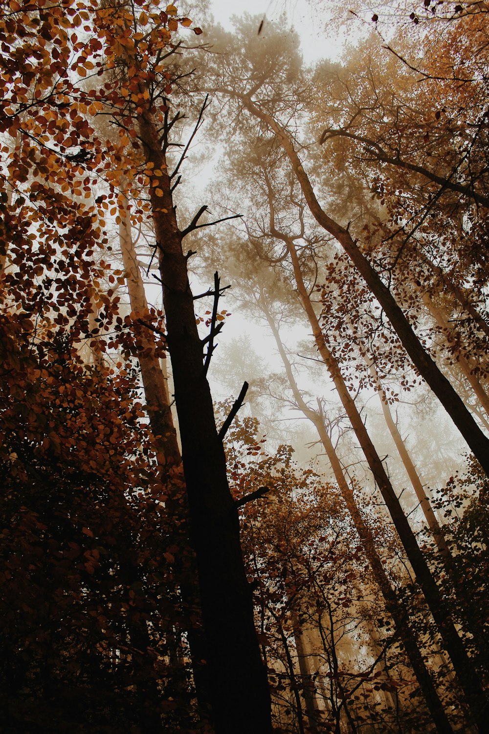 a forest filled with lots of tall trees