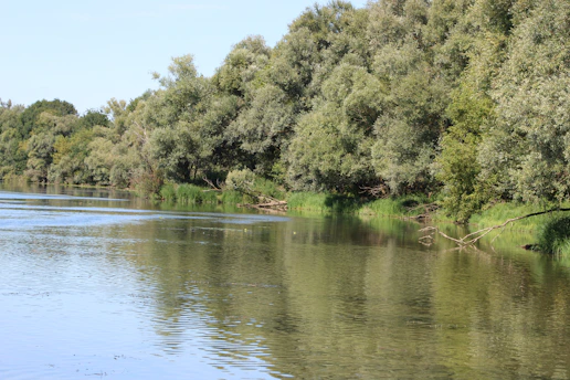 A peaceful riverbank in Dankowice with lush greenery and calm water reflecting the sky.