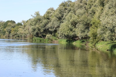 A peaceful view of the Saxilby waterfront with clear water and green trees.