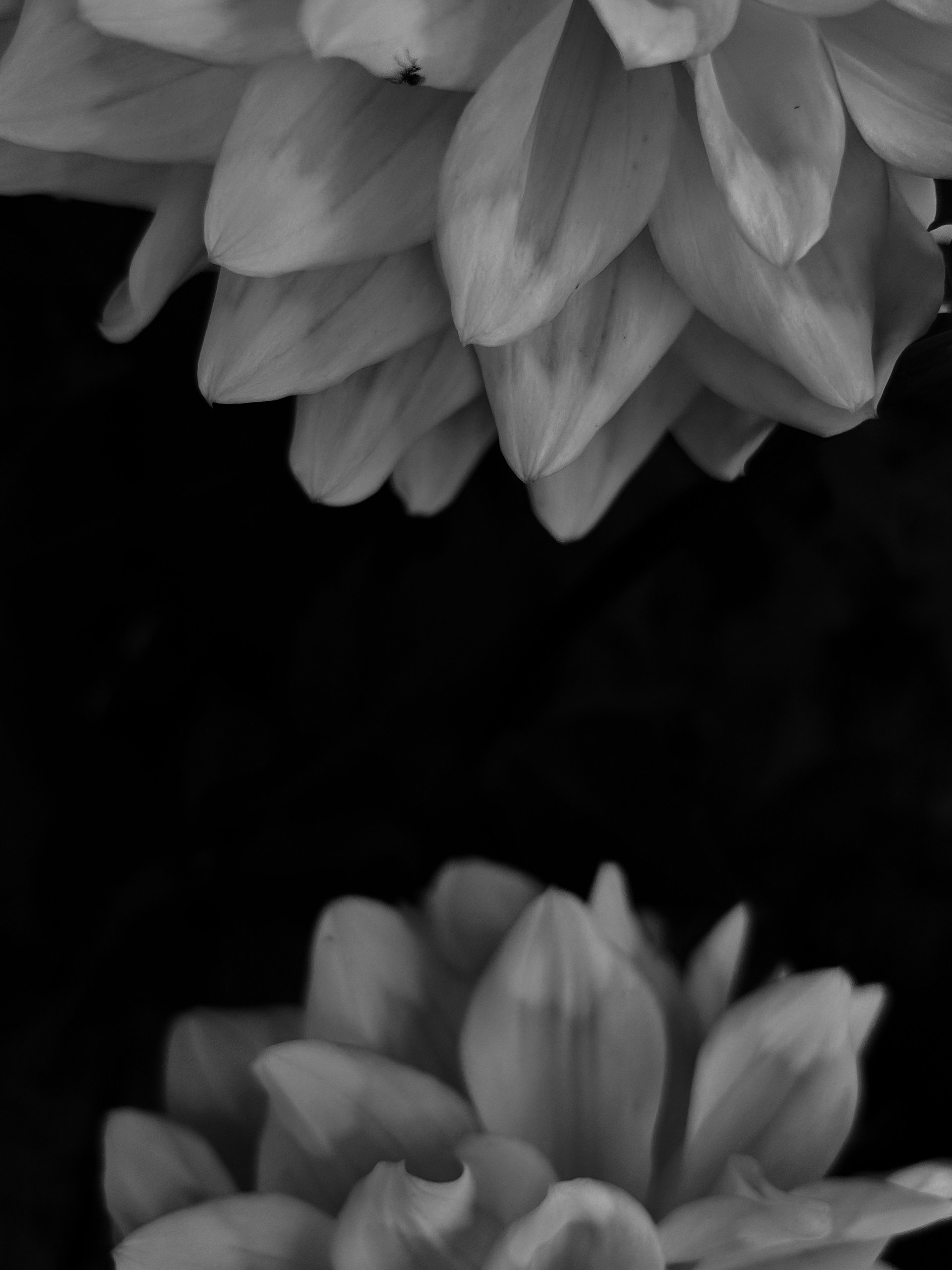 a black and white photo of a bunch of flowers
