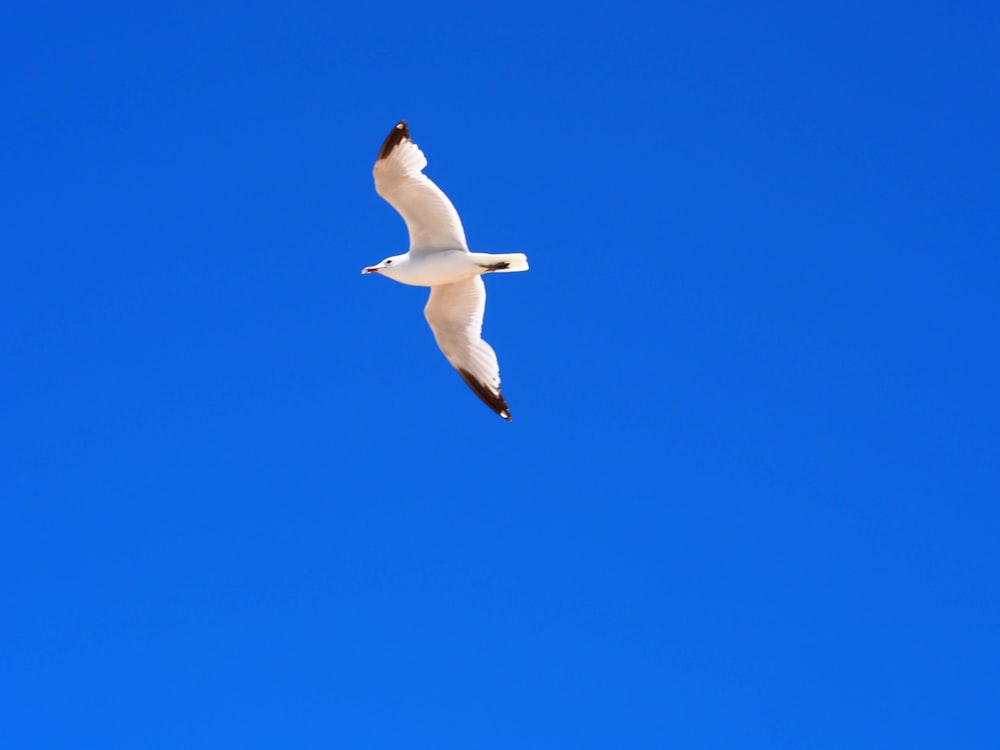 a seagull flying in a clear blue sky