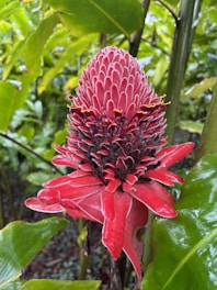 A vibrant red exotic flower with layered, pointed petals and a central cone-like structure. The flower is surrounded by lush green leaves and is growing in a tropical forest setting.