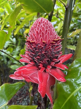 A vibrant red exotic flower with layered, pointed petals and a central cone-like structure. The flower is surrounded by lush green leaves and is growing in a tropical forest setting.