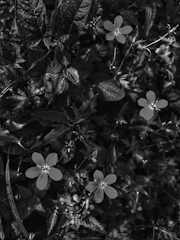 Black and white fine art photograph of delicate wildflowers in morning light