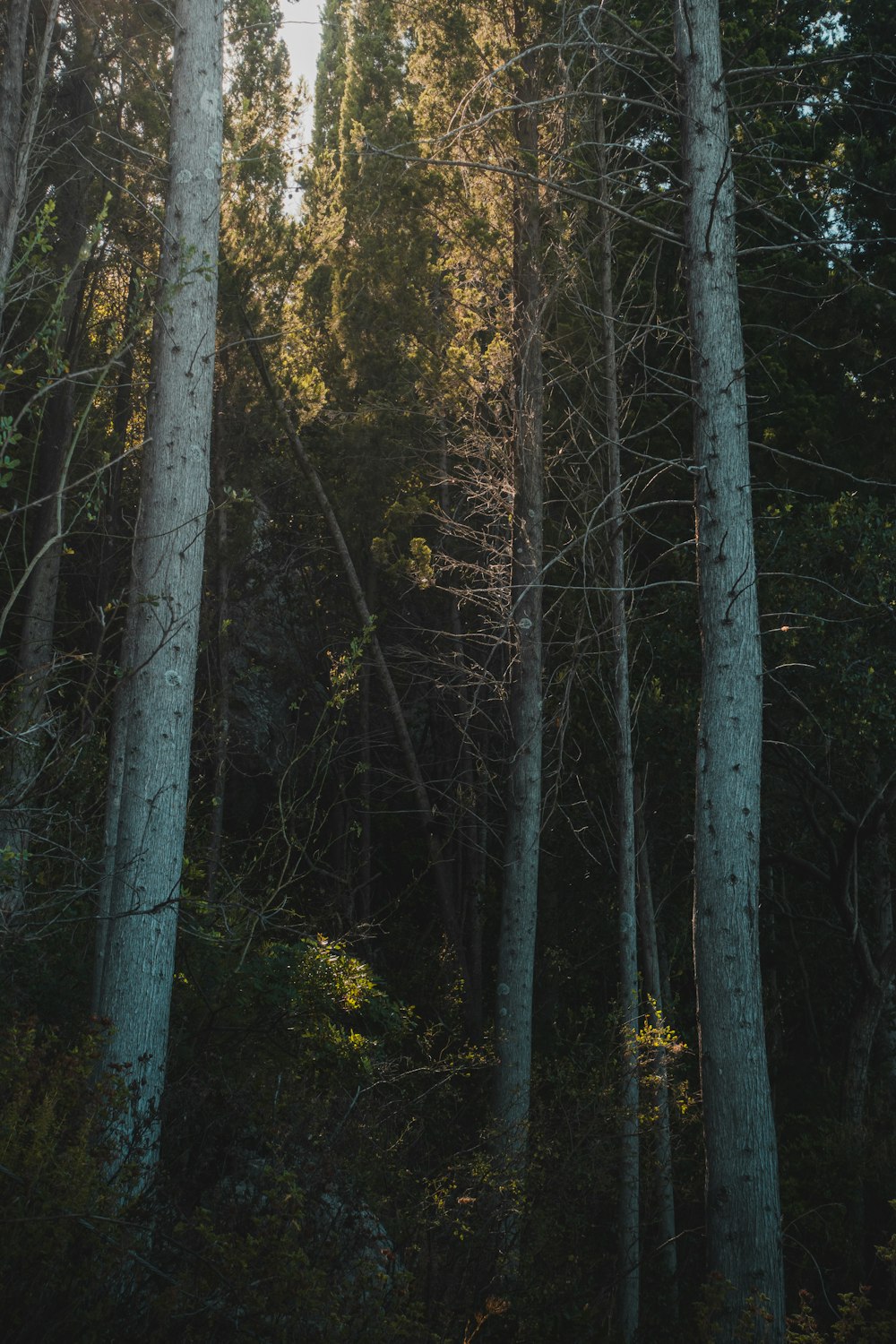 a forest filled with lots of tall trees