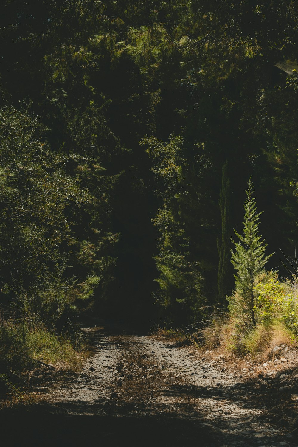 a dirt road in the middle of a forest