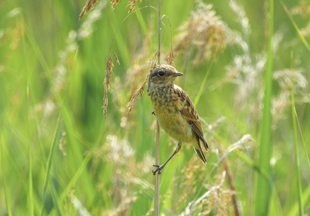a small bird perched on a stick in a field of tall grass