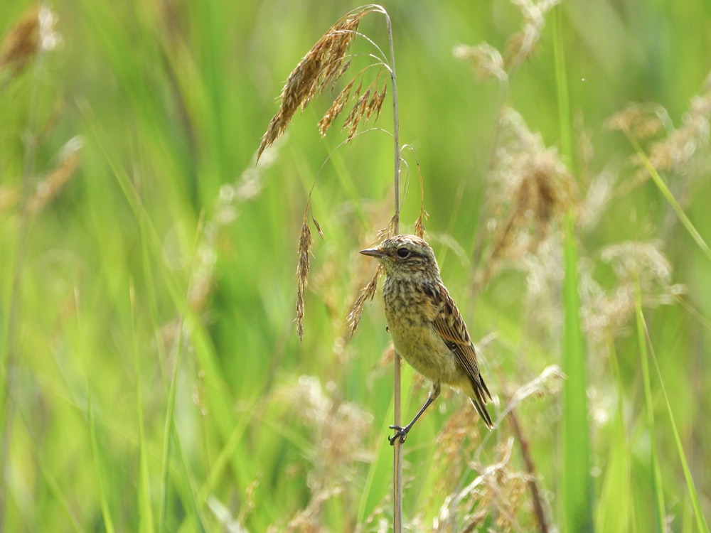 a small bird sitting on a stick in a field