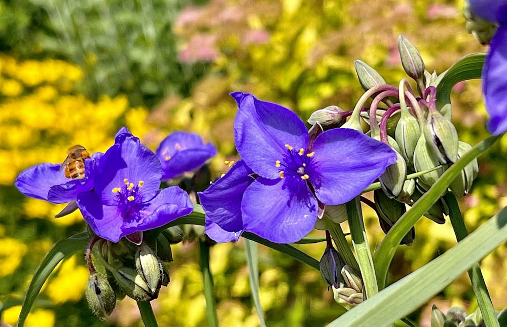 a group of purple flowers with a bee on it