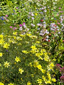 A sunny neighborhood garden filled with diverse native wildflowers