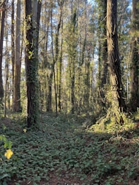 a forest filled with lots of trees and plants
