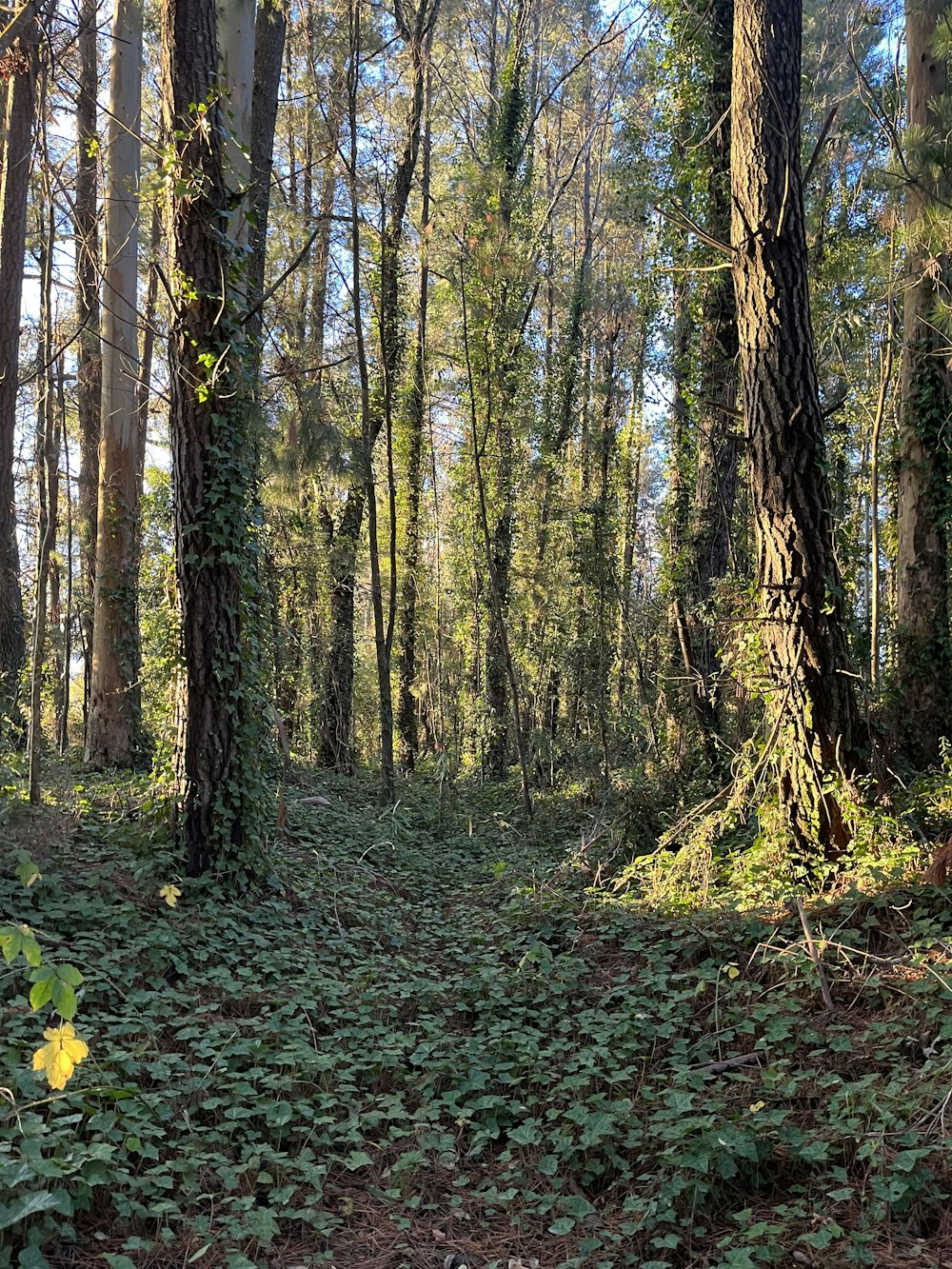 Ein Wald mit vielen Bäumen und Pflanzen