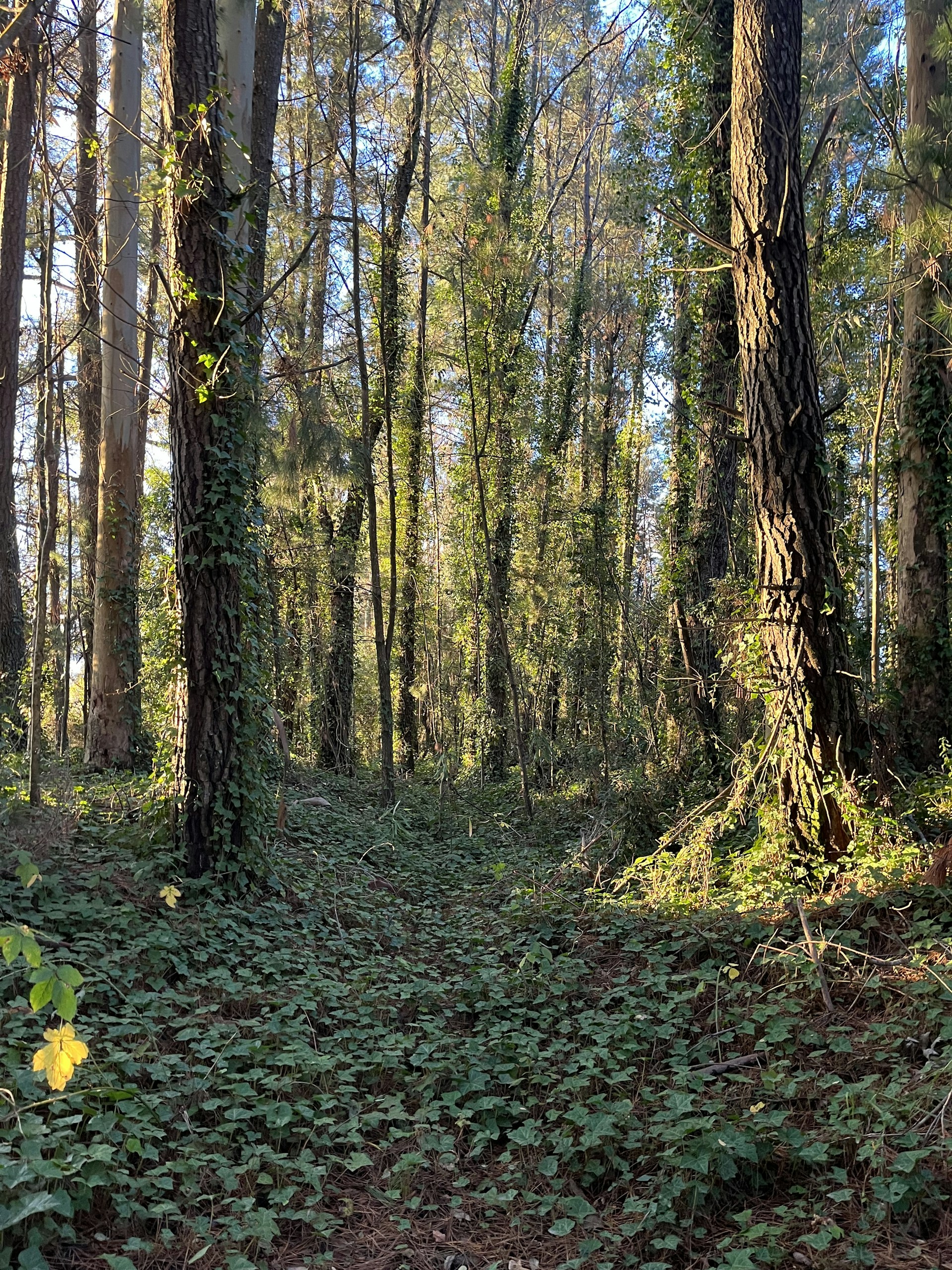 a forest filled with lots of trees and plants