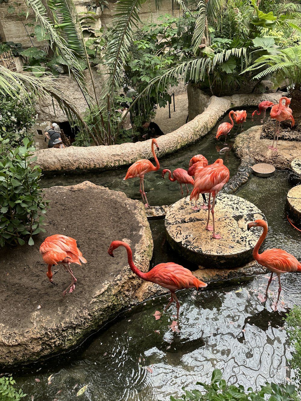 Eine Gruppe Flamingos, die in einem Teich herumstehen