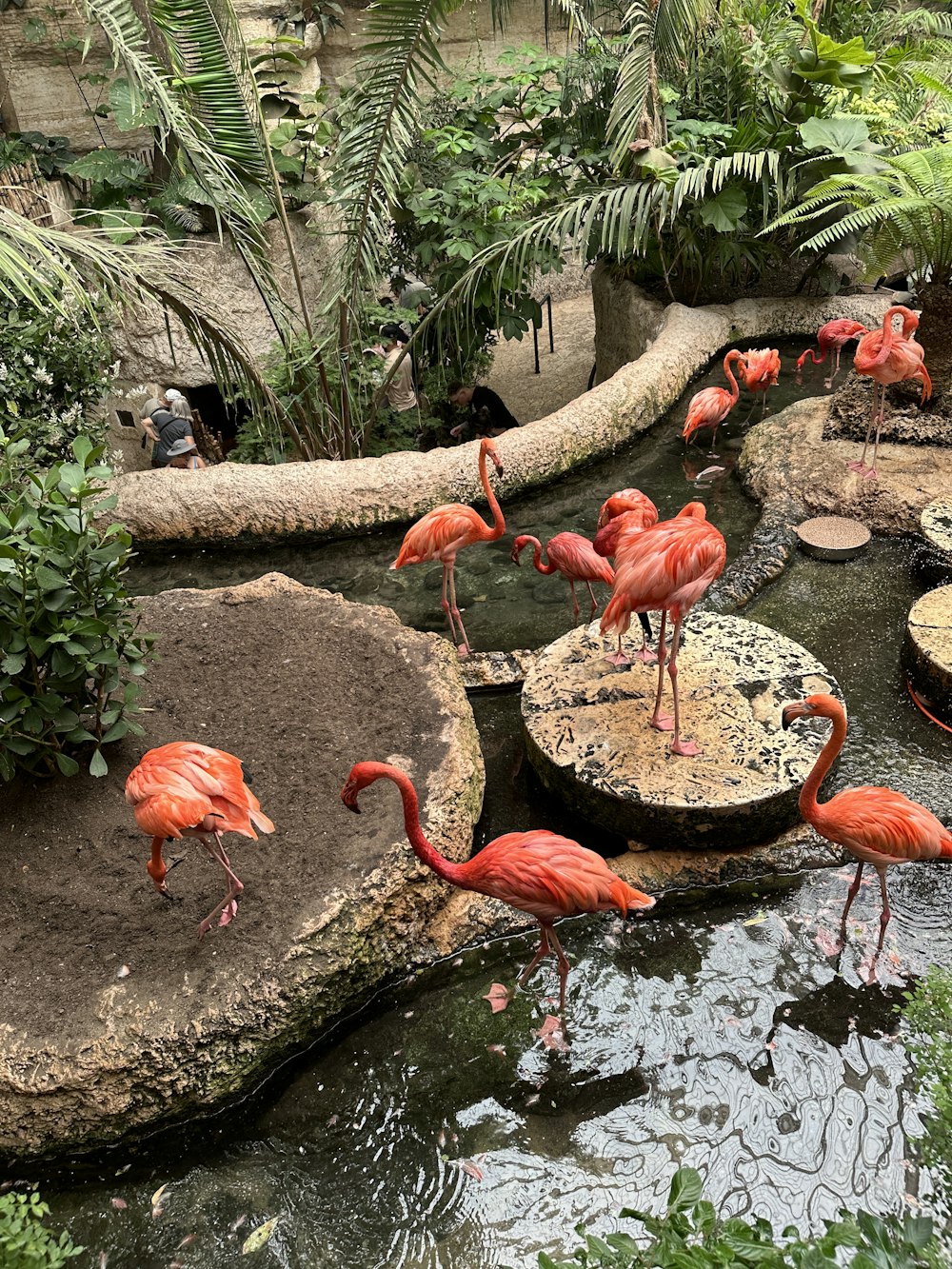 a group of flamingos standing around in a pond