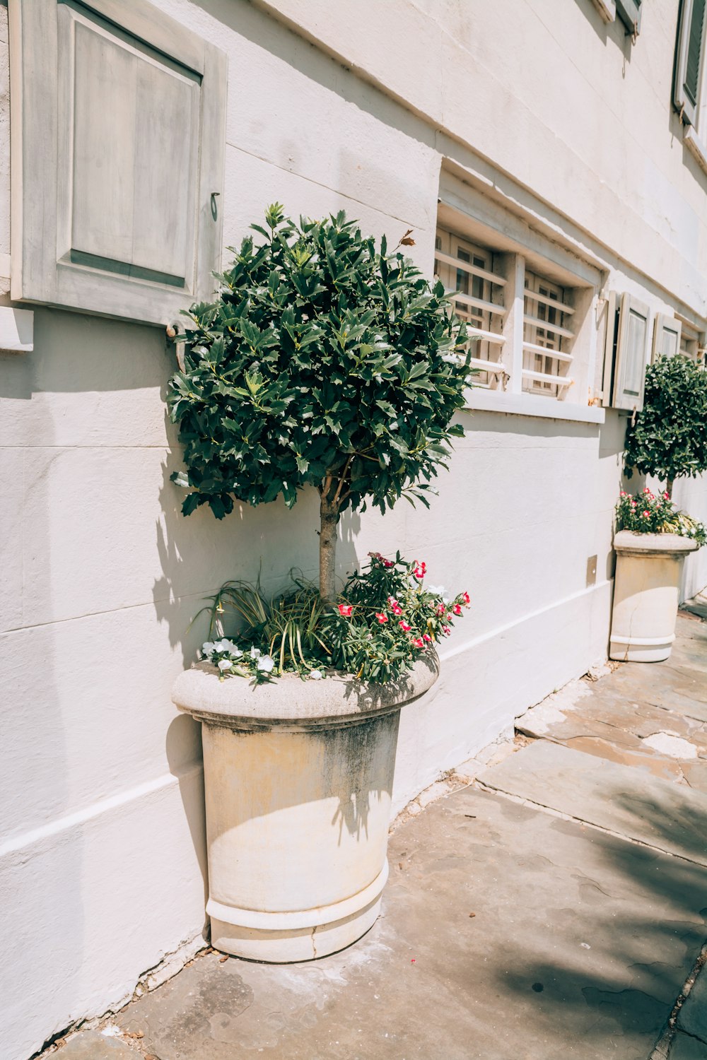 a potted plant on the side of a building