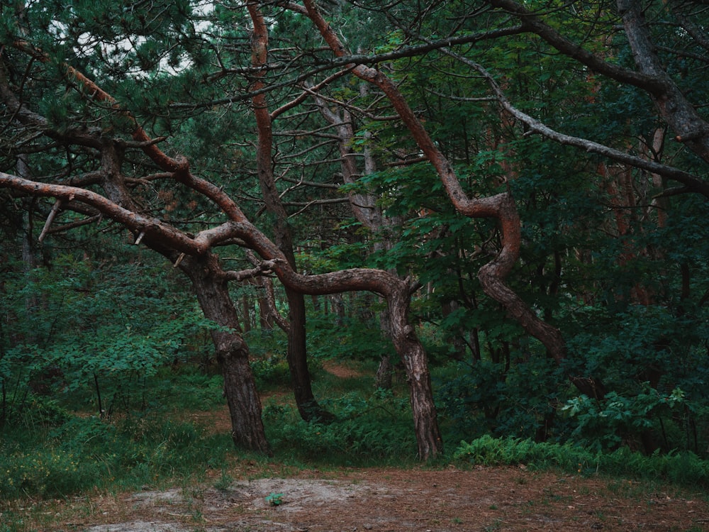 a dirt path in the woods with trees in the background