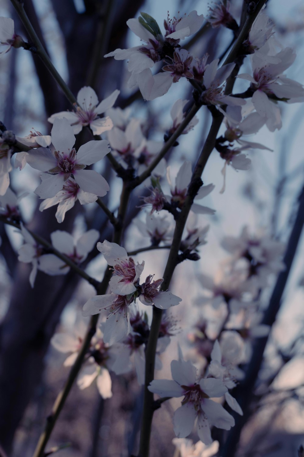 a close up of a tree with white flowers