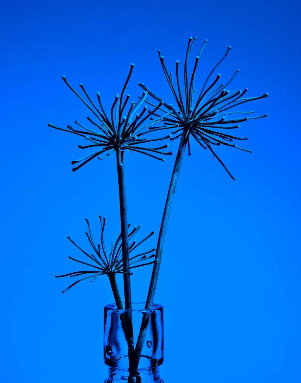 a glass vase with a plant in it