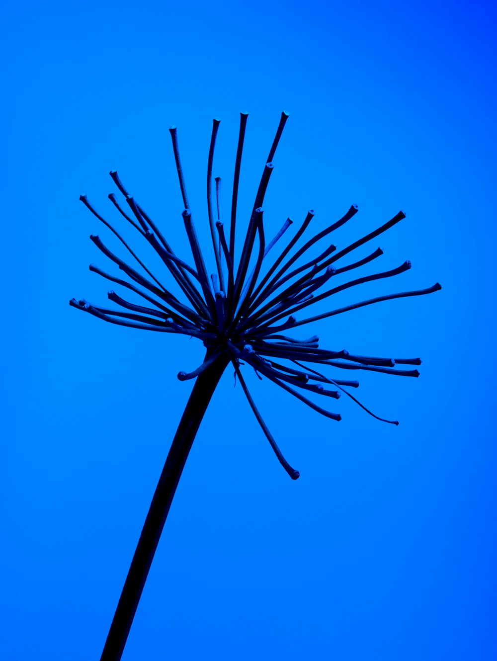 una testa di fiore blu contro un cielo blu