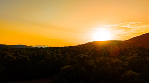 A vibrant sunset over a misty forest with golden light filtering through the trees.