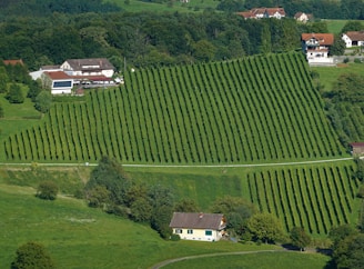 an aerial view of a farm with rows of trees