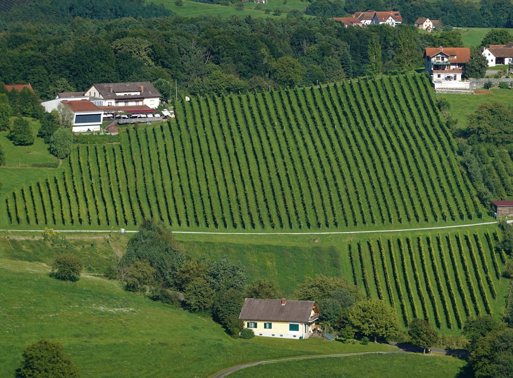 an aerial view of a farm with rows of trees