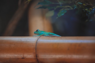 A bright green gecko is resting on a light brown bamboo stalk. The gecko's skin is smooth and vibrant, contrasting with the natural wooden surface beneath it. In the background, out of focus, there are dark green leaves adding to the natural setting.