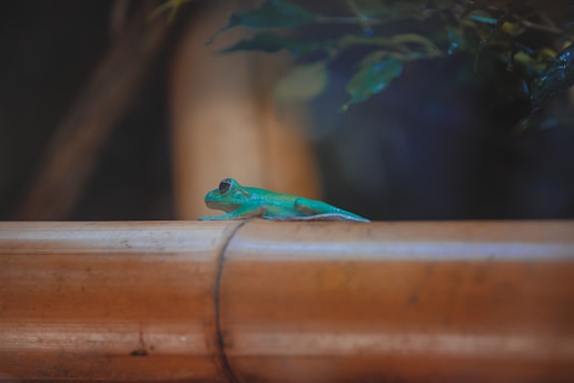 A bright green gecko is resting on a light brown bamboo stalk. The gecko's skin is smooth and vibrant, contrasting with the natural wooden surface beneath it. In the background, out of focus, there are dark green leaves adding to the natural setting.