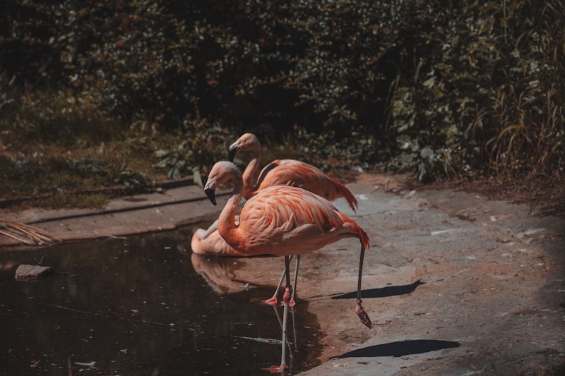 Graceful flamingo elegance