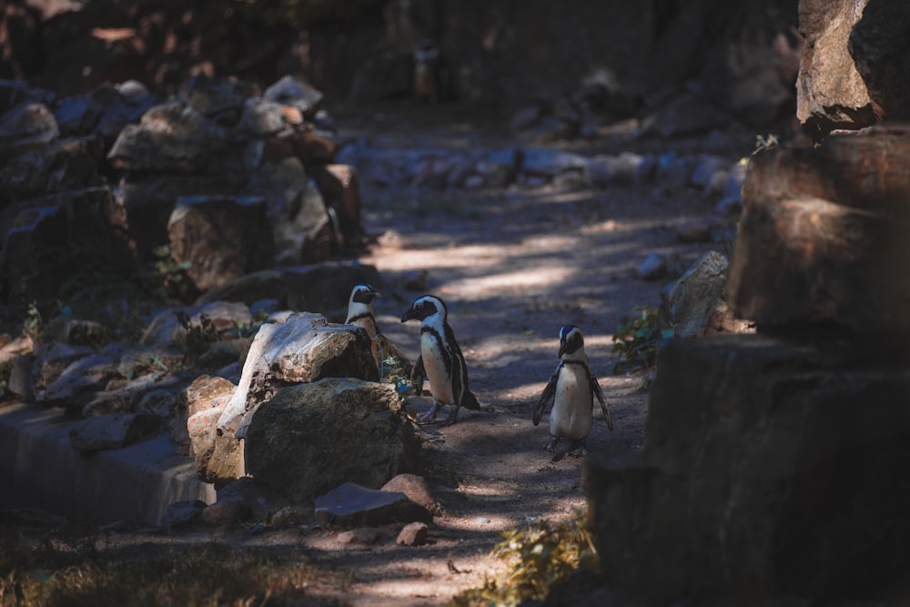a group of penguins walking along a dirt path
