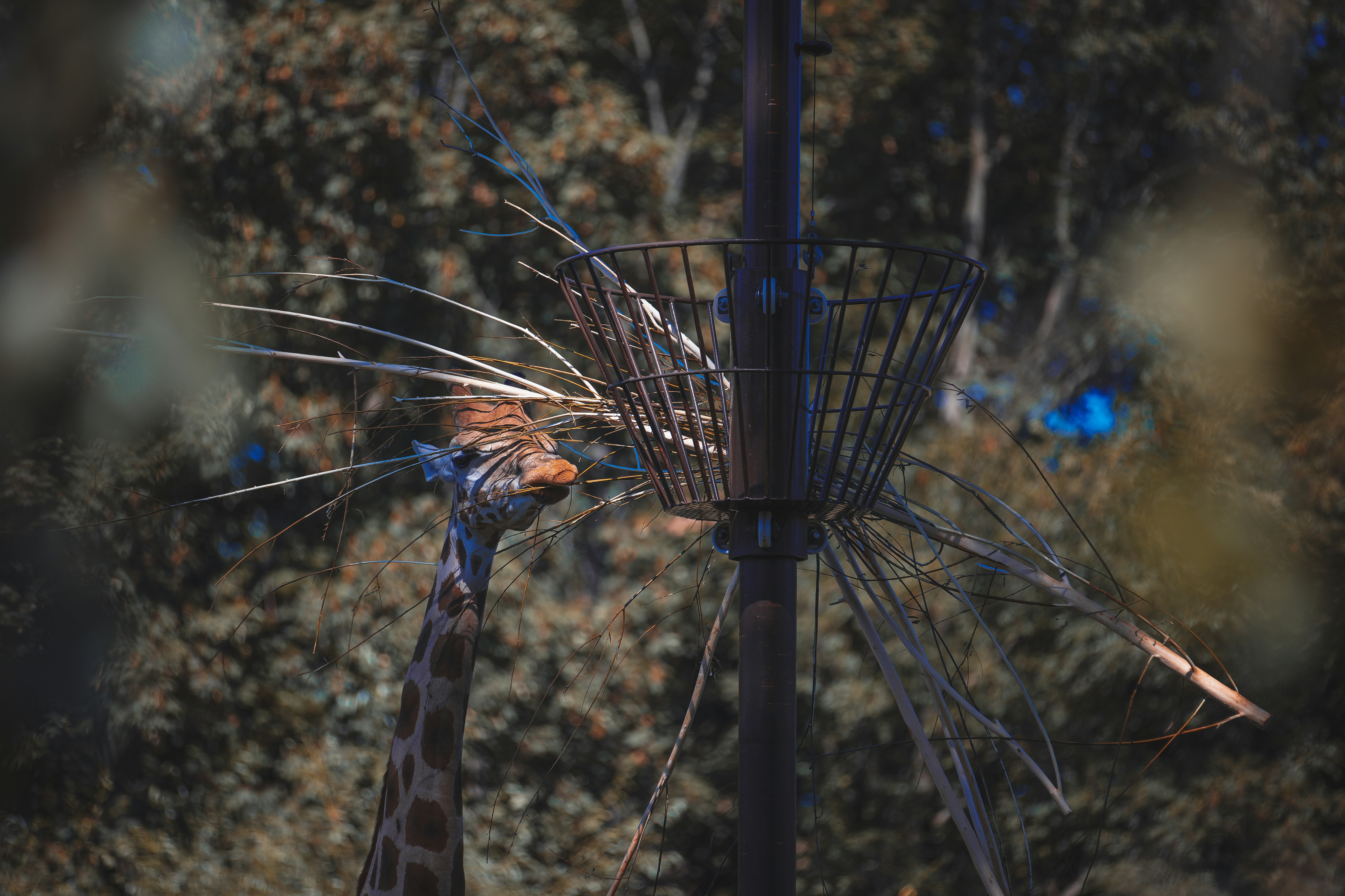 photo 1691967704728 cdf049c85419?crop=entropy&cs=tinysrgb&fit=max&fm=jpg&ixid=M3w1MjQ0NjR8MHwxfHNlYXJjaHwxNnx8UGVzdCUyMENvbnRyb2wlMjBTZXJ2aWNlJTIwVGlnYXJkJTIwT3JlZ29ufGVufDB8MHx8fDE3NjAzMTcyMjR8MA&ixlib=rb 4.1