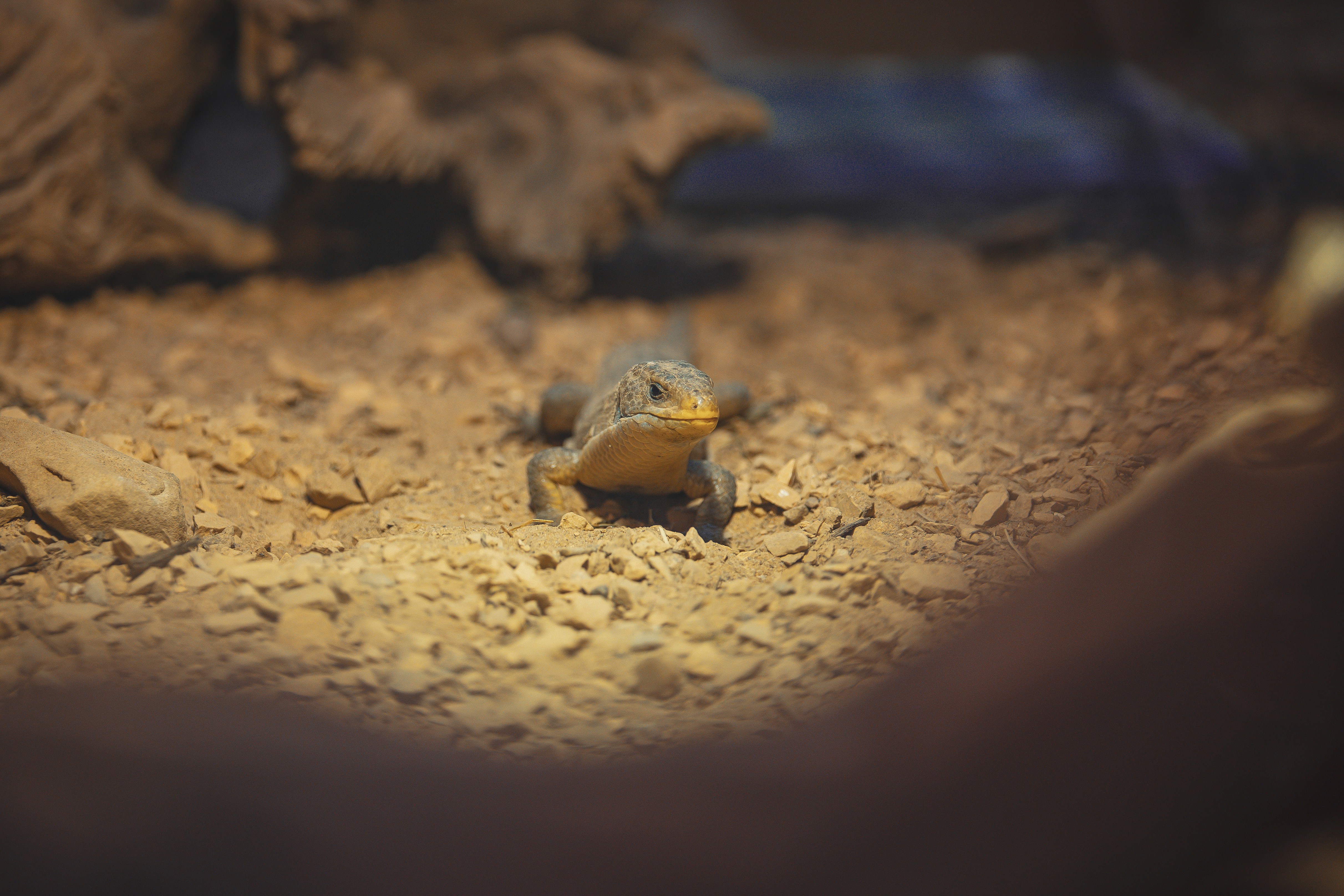 How to Choose the Right Reptile for a Child’s First Pet