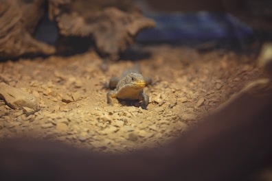 A small reptile is situated on a bed of brown rocks. The scene is set in a naturalistic environment, possibly a terrarium, with subdued lighting casting soft shadows.