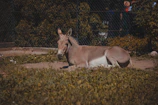Gentle donkey resting under a shade tree with a soft golden hue