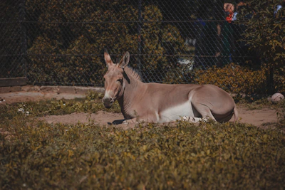 Gentle donkey resting under a shade tree with a soft golden hue