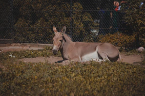 A gentle donkey resting peacefully beside a rustic wooden fence bathed in warm afternoon sun.