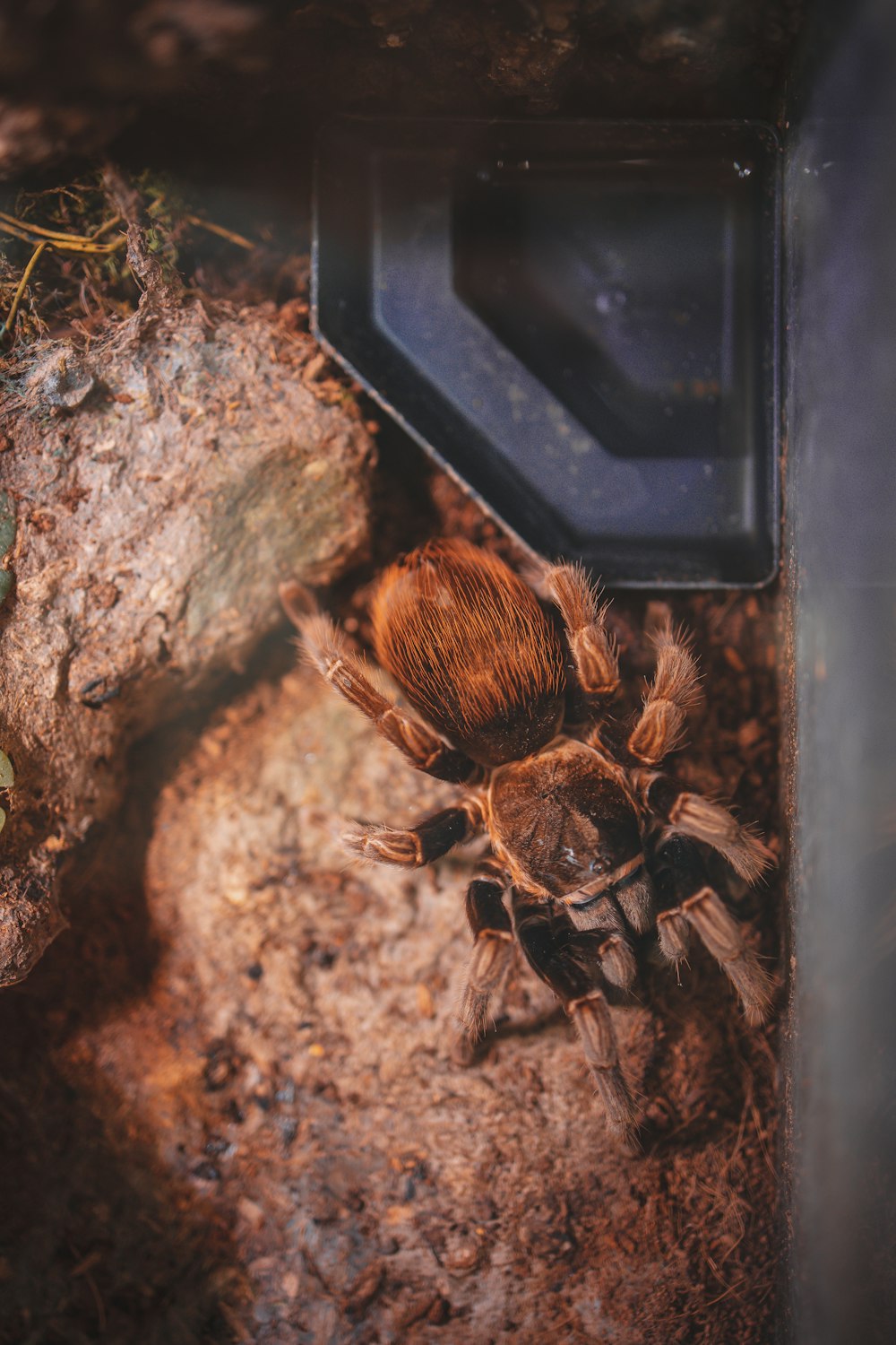 a close up of a spider on the ground