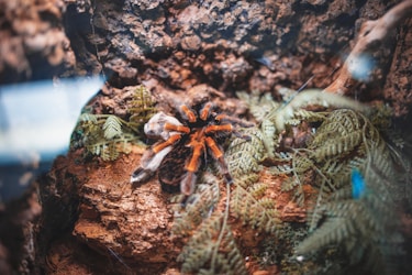 Las Fascinantes Tarantulas de México: Un Espacio para su Protección