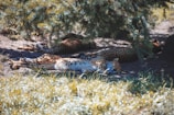 A group of hyenas resting under the shade of acacia trees