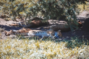 A group of hyenas resting under the shade of acacia trees