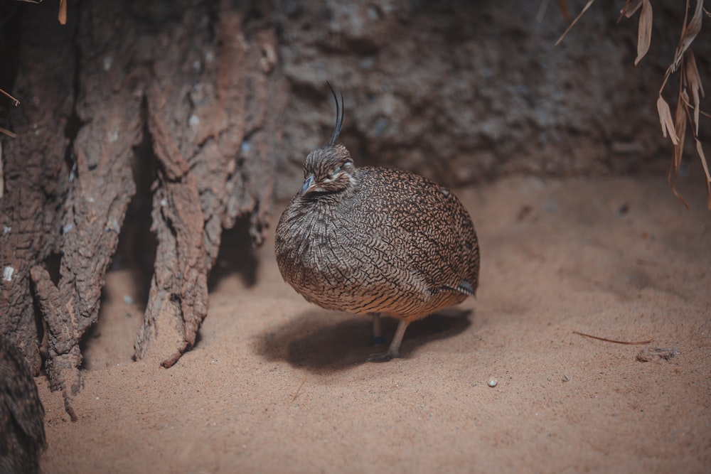 a small bird standing on a sandy ground