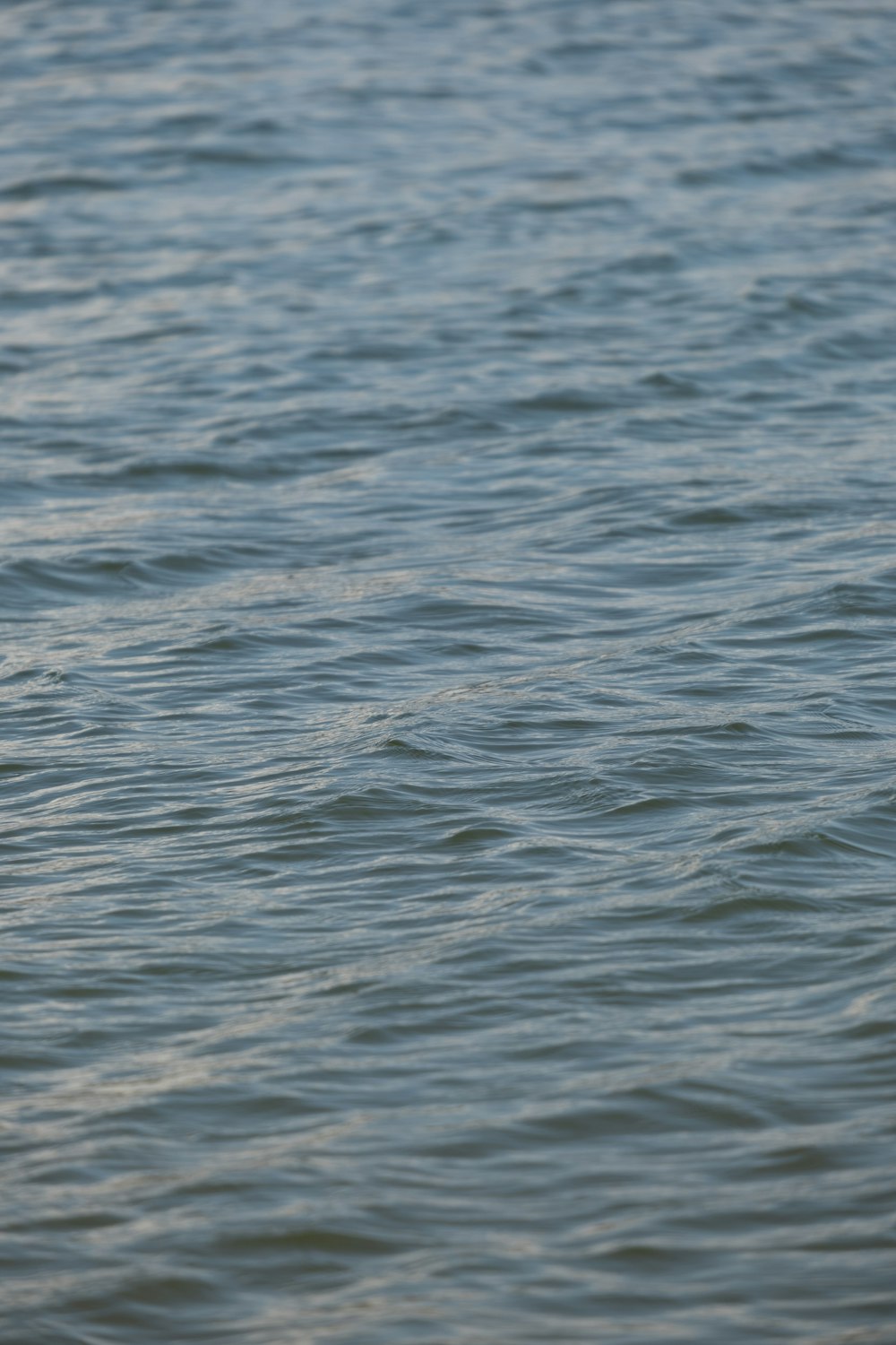 a bird floating on top of a body of water