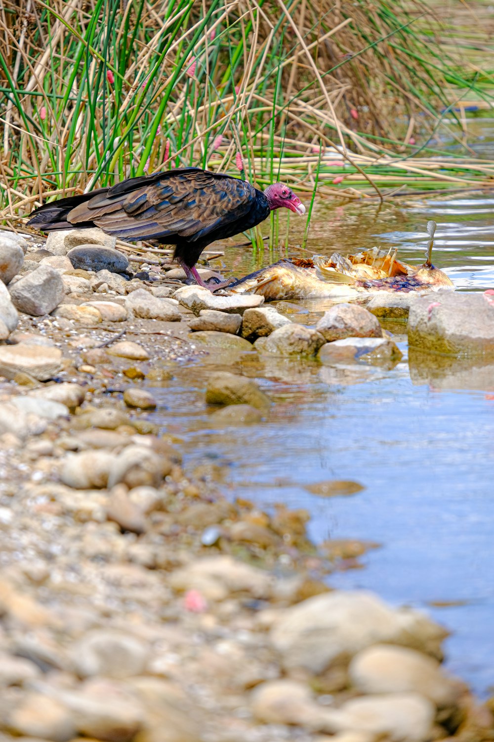 a bird standing on a rocky shore next to a body of water