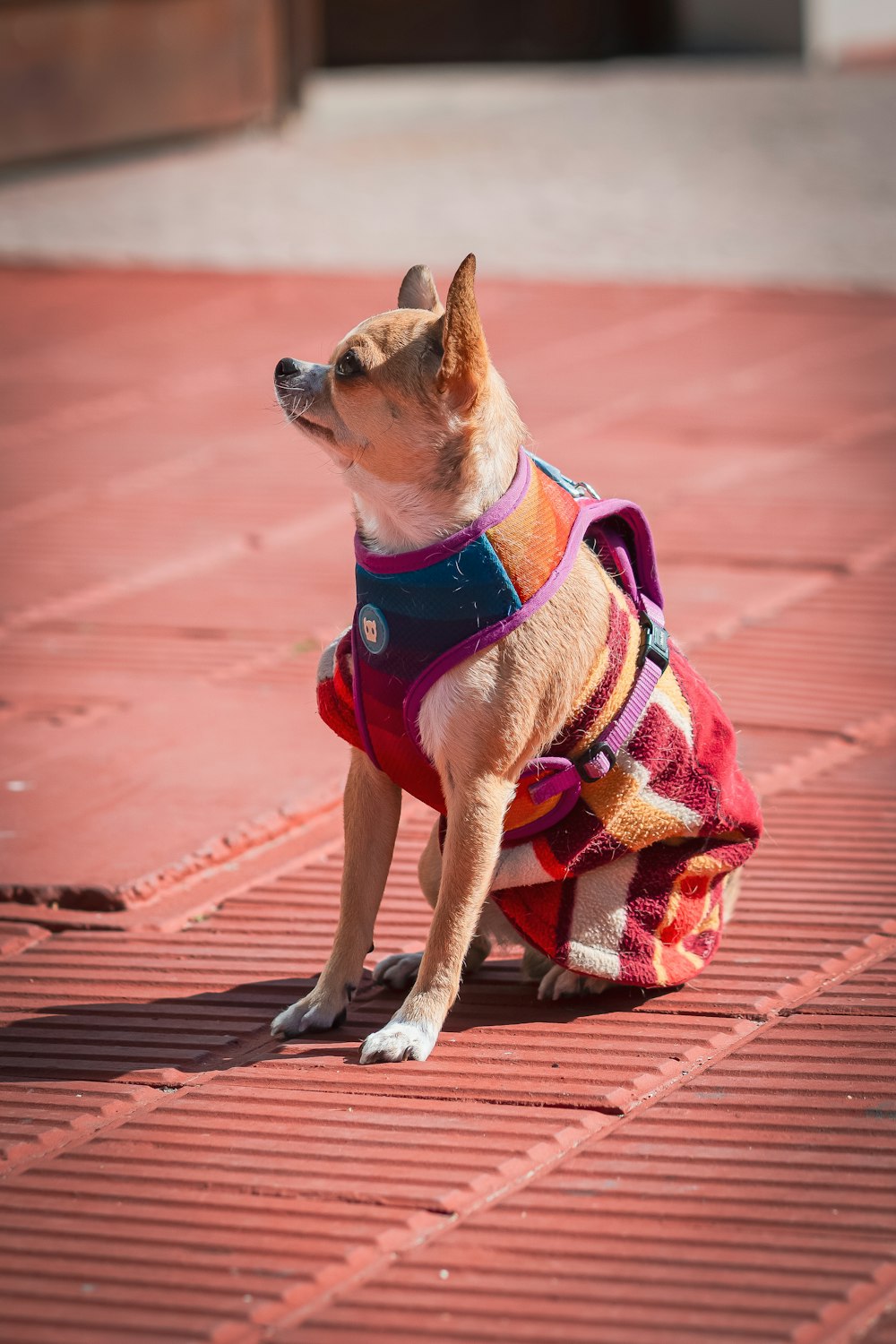 Un petit chien portant une tenue colorée assis par terre