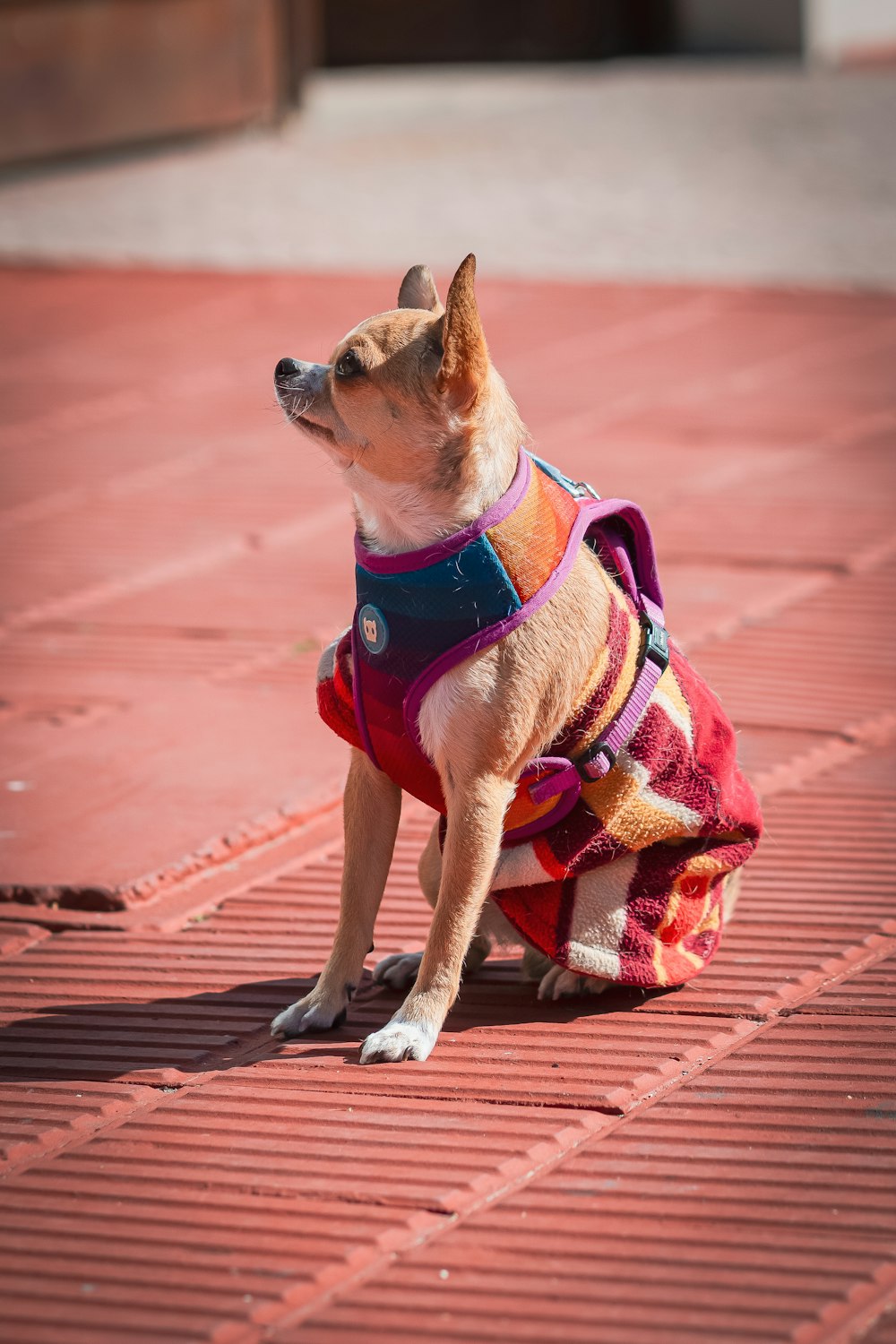 a small dog wearing a colorful outfit sitting on the ground