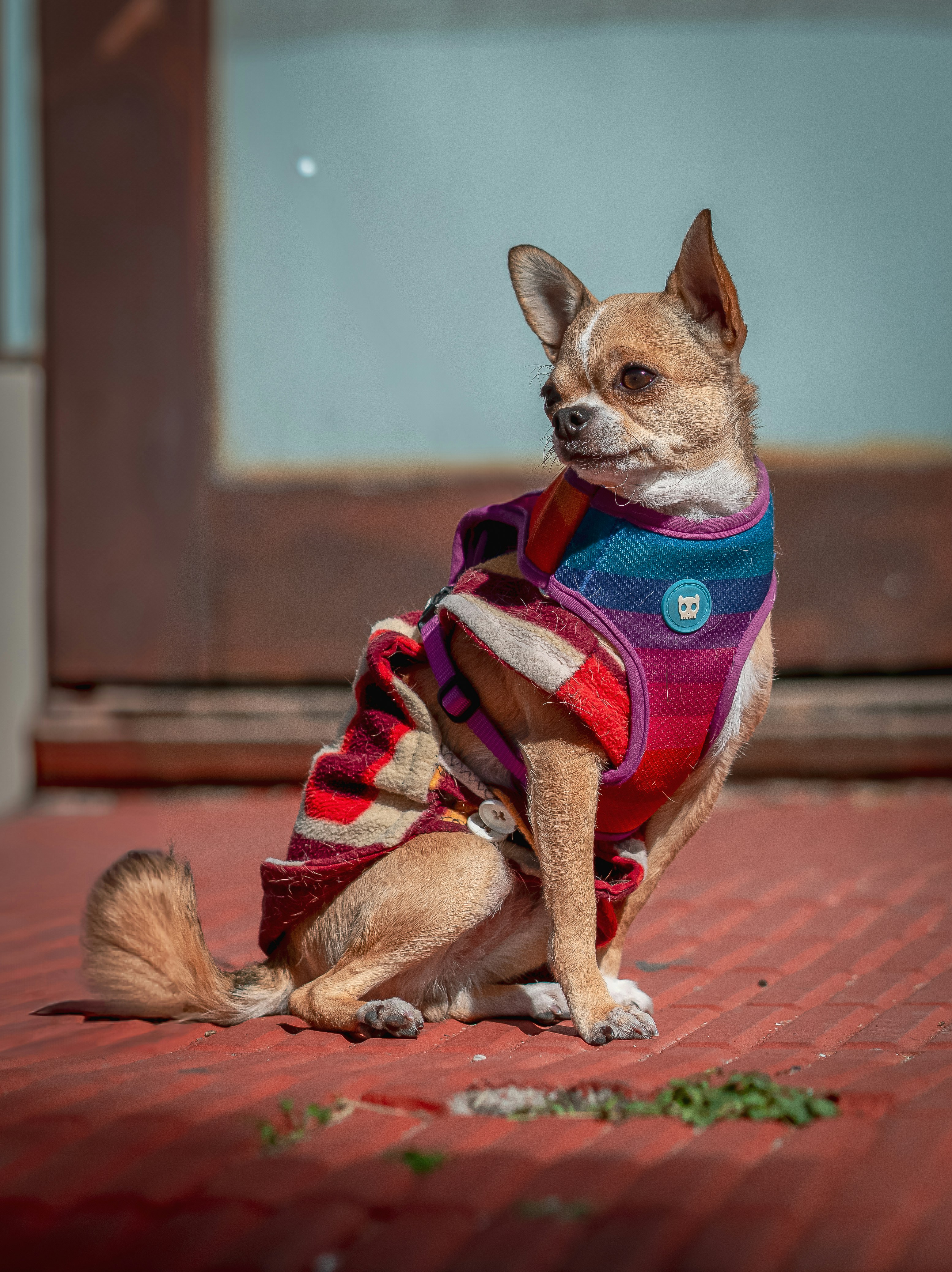 a small dog wearing a sweater sitting on the ground